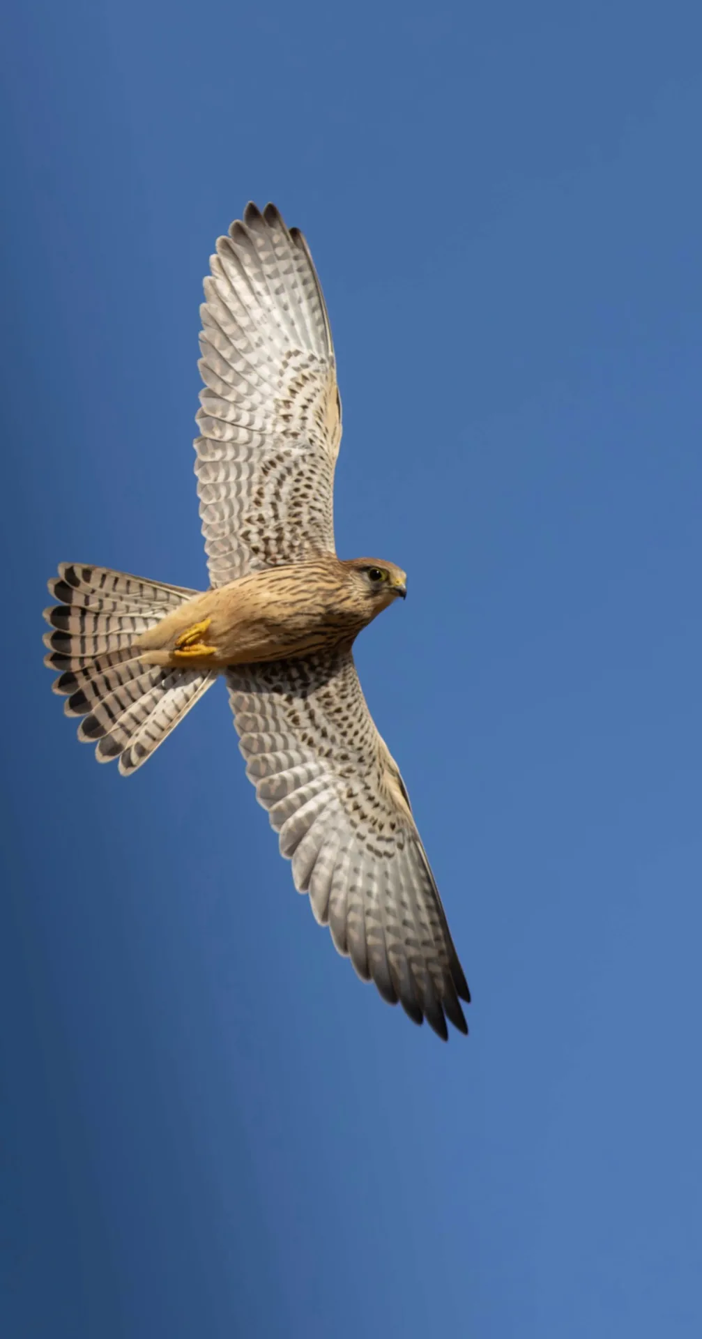 A kestrel banking in flight against a blue sky