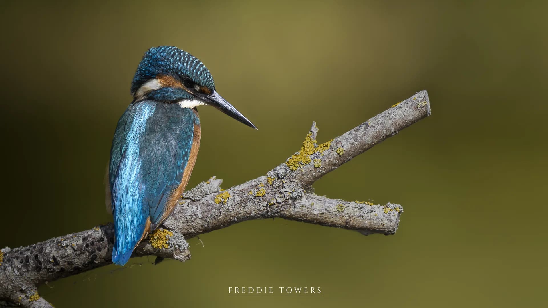A kingfisher perched on a lichen-covered branch