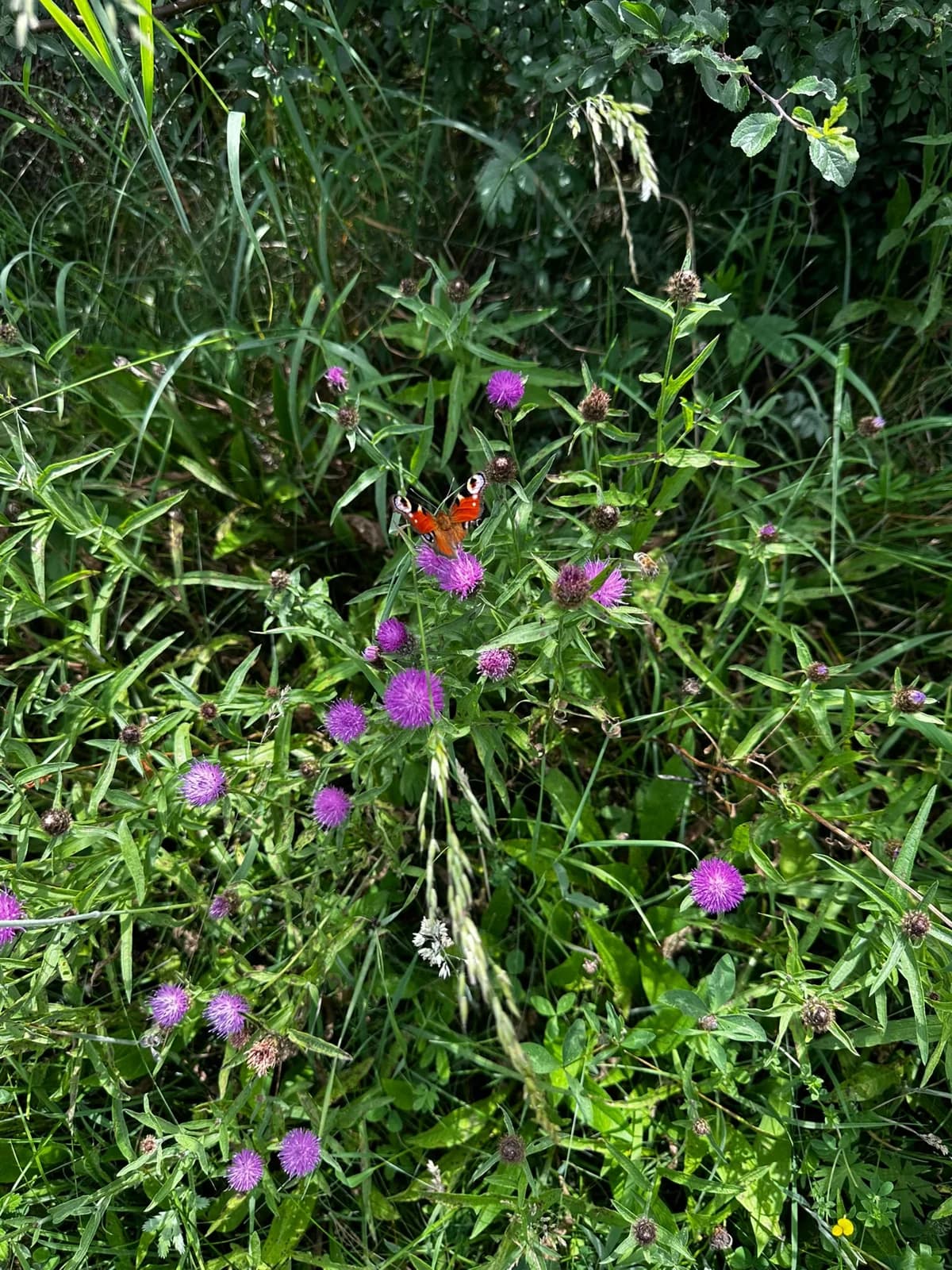 A peacock butterfly visiting purple flowers
