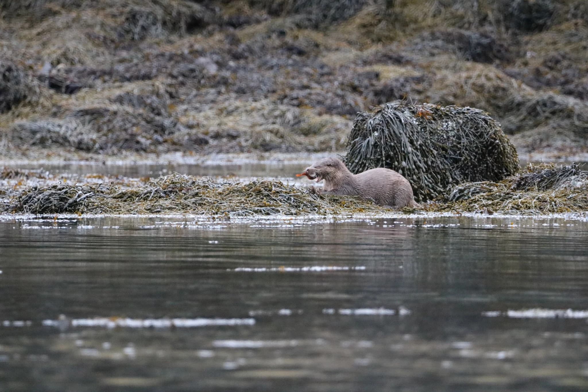 An otter resting among seaweed on a rocky shoreline