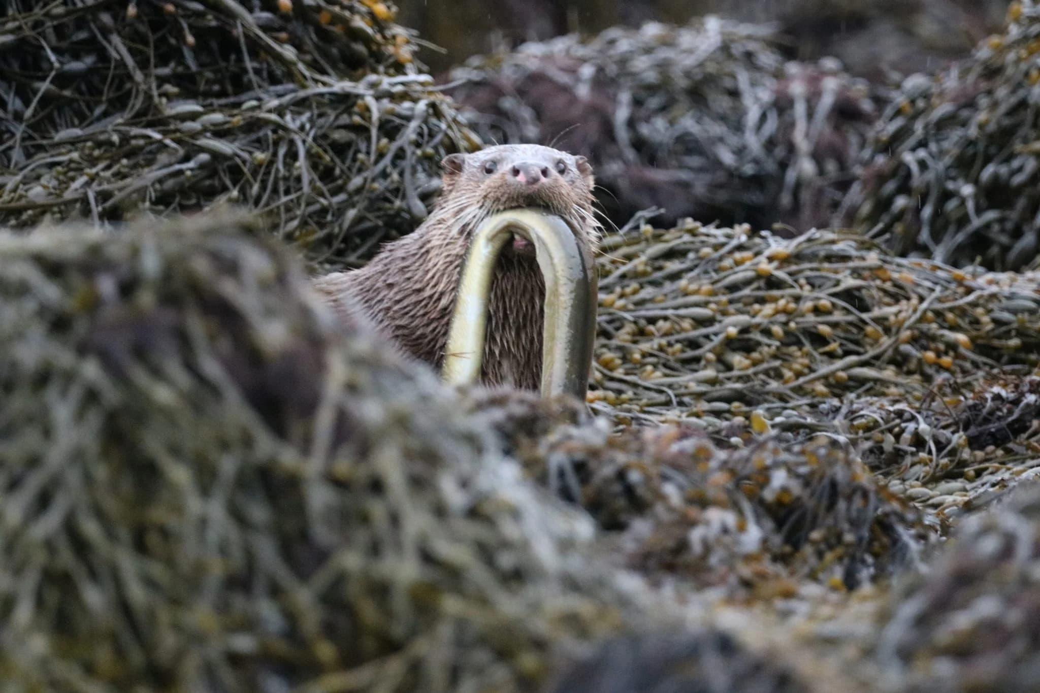 An otter facing the camera with an eel held in its mouth