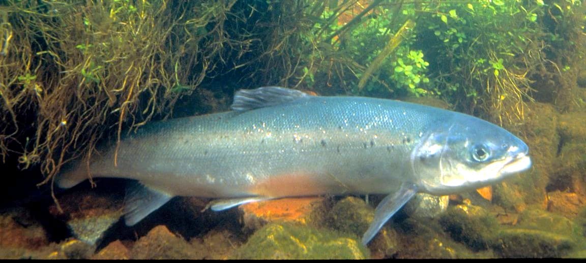 An Atlantic salmon swimming underwater