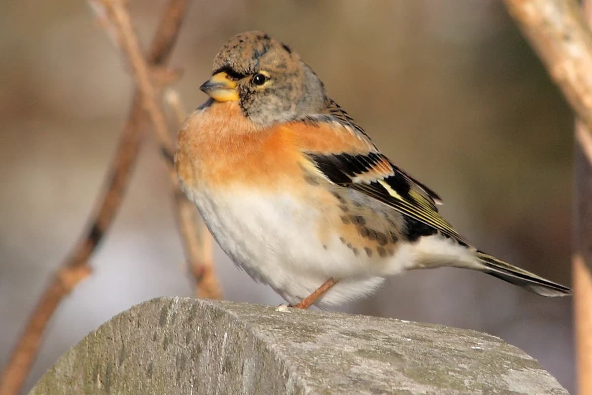 A brambling perched on a rock