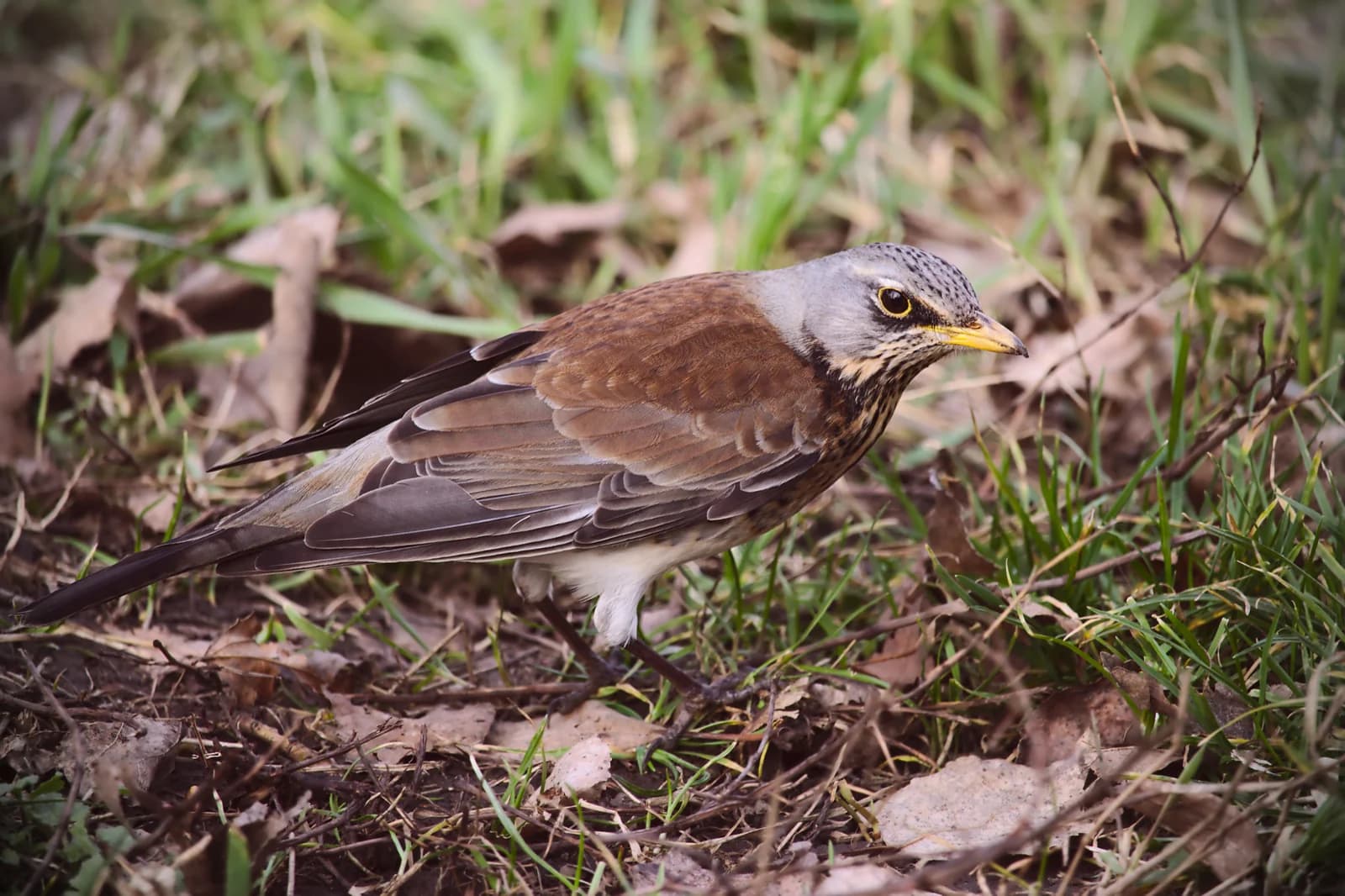 A fieldfare standing on leaf-covered ground