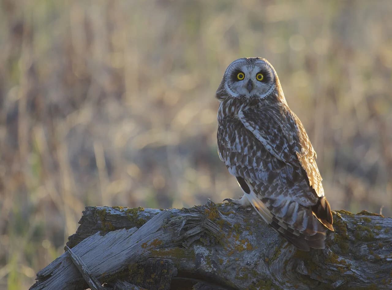 A short-eared owl perched on a fallen trunk