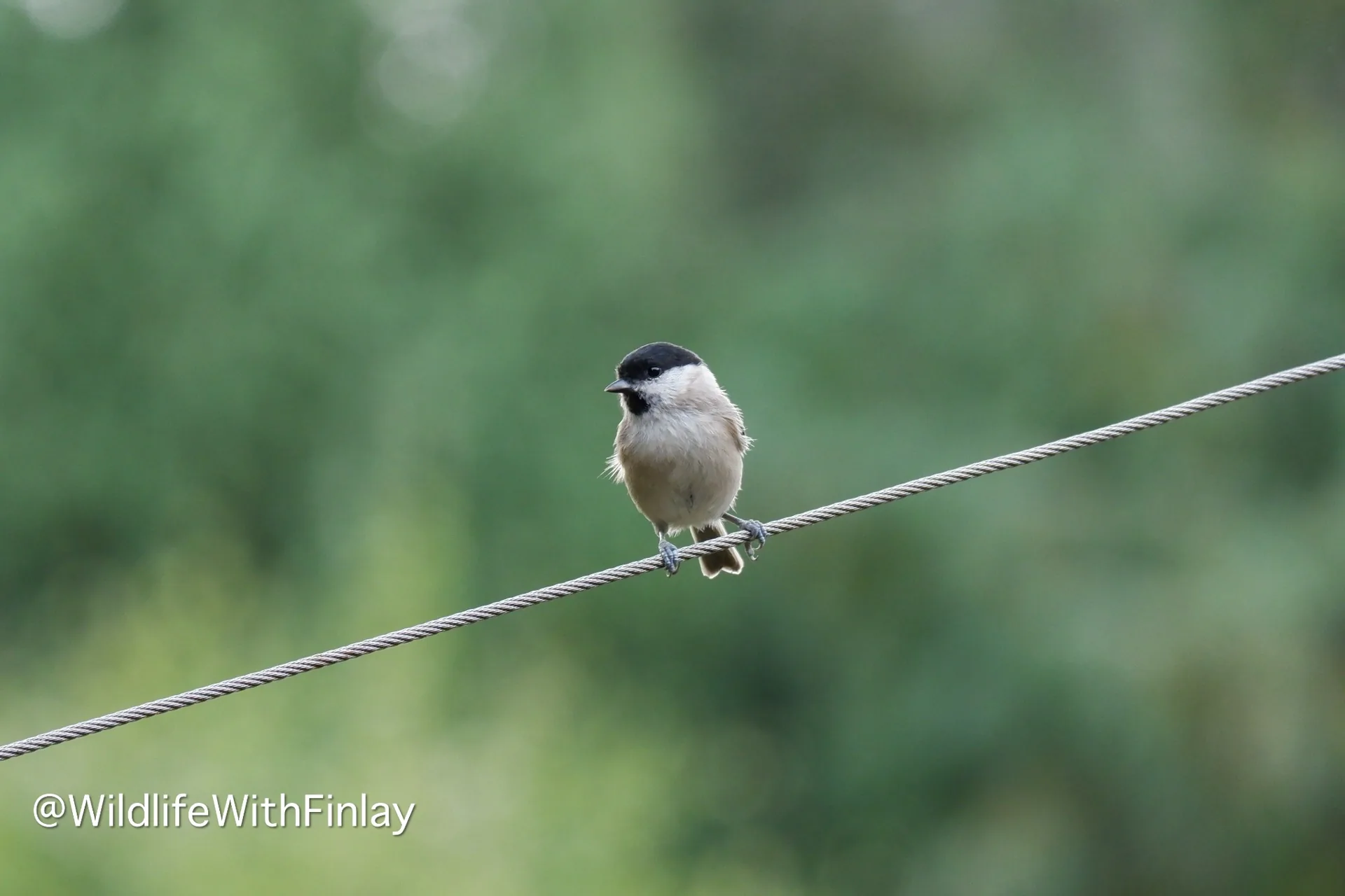 A small black-capped garden bird perched on a wire