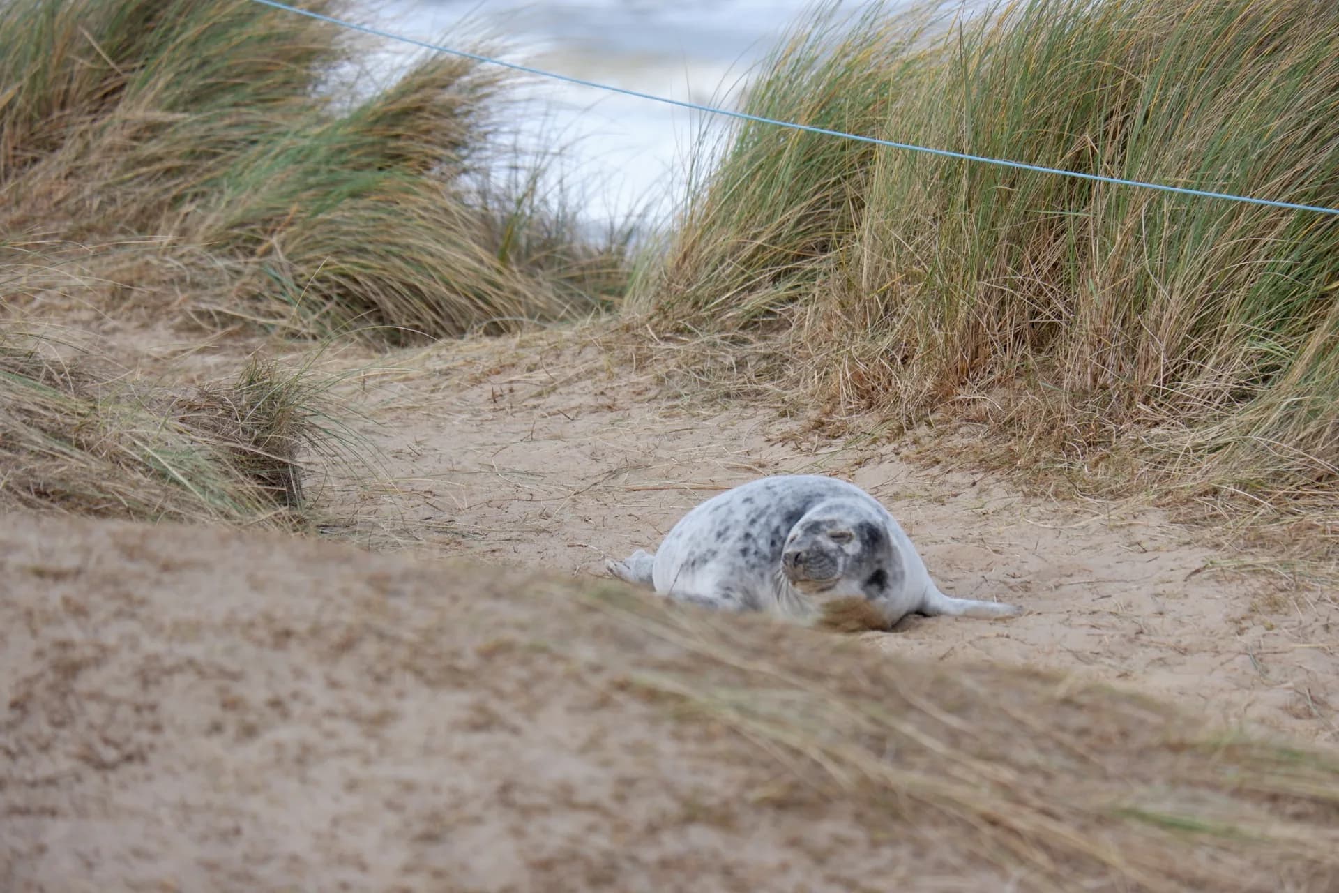 A grey seal pup resting among coastal dunes