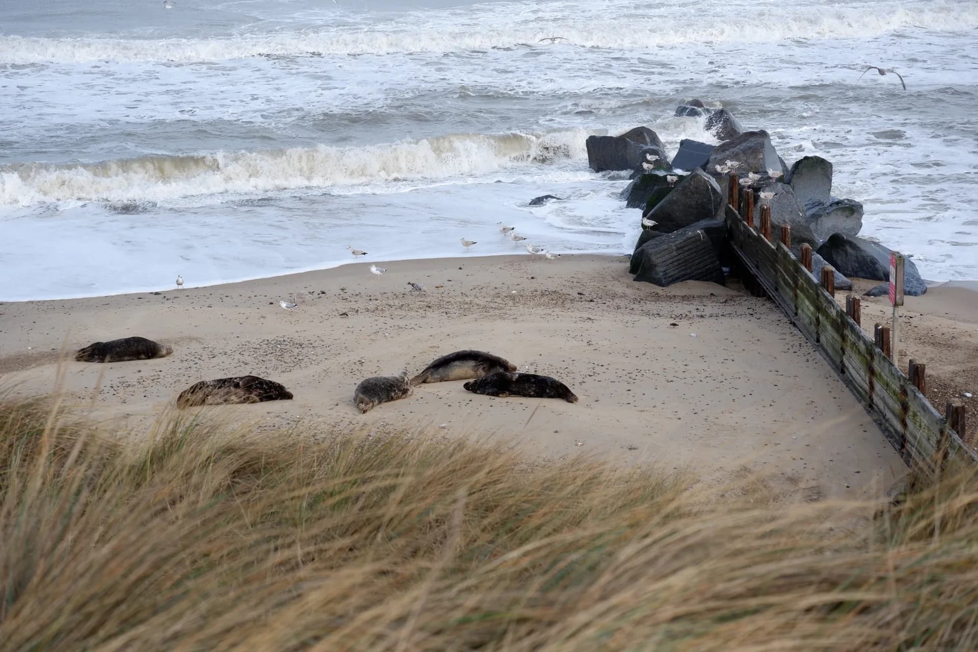 Seals resting on a beach beside dunes and the sea