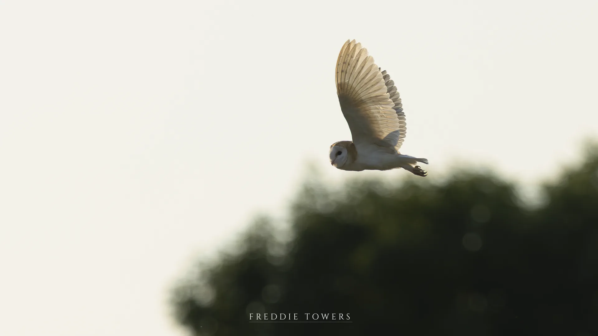 A barn owl flying above trees