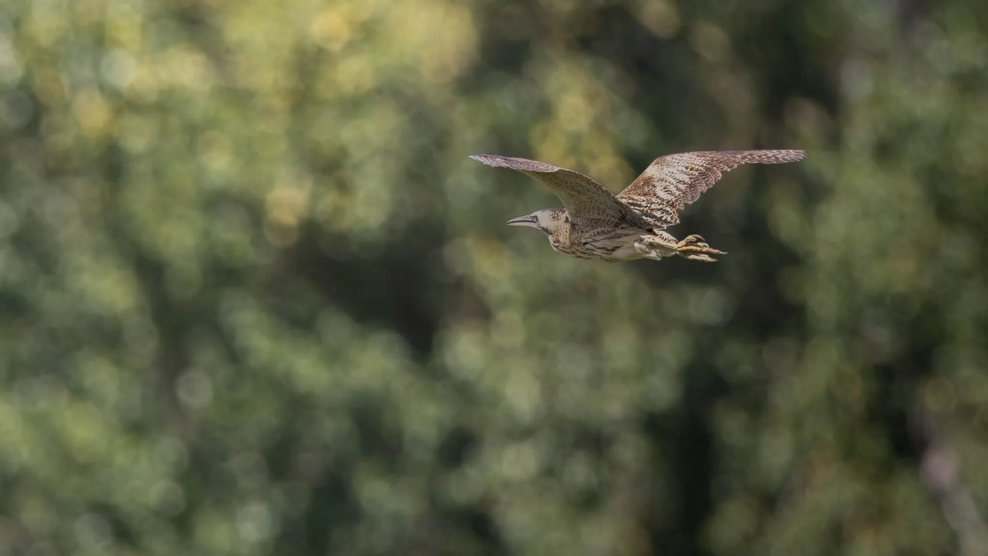 A bittern flying in front of trees