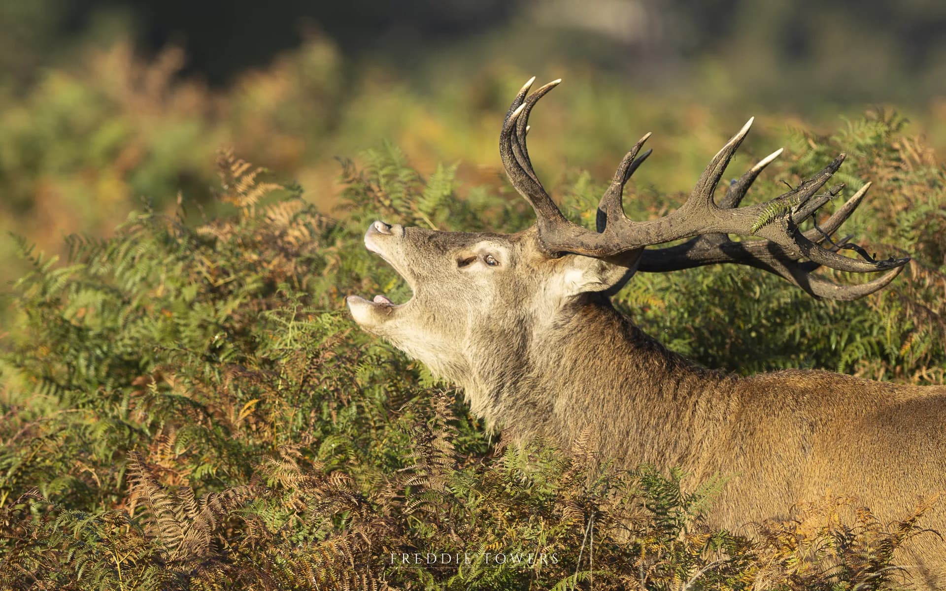 A red deer stag among autumn bracken